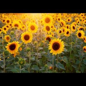 Meet your Posher, Marissa